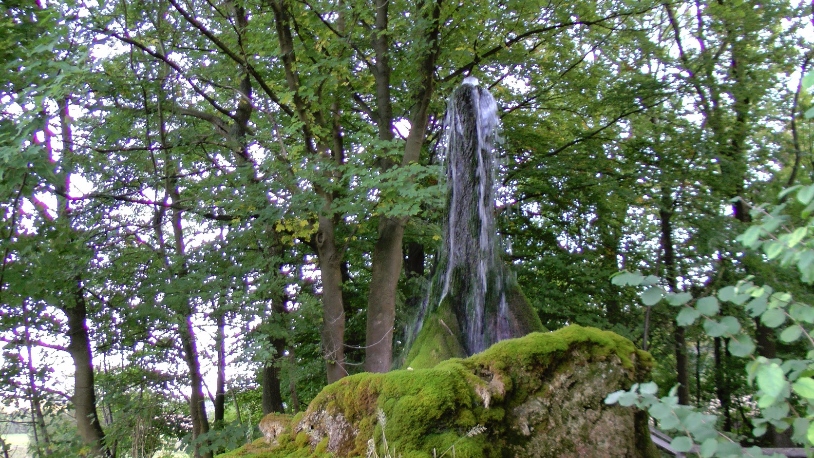 Wasserbaum Ockensen bei Salzhemmendorf