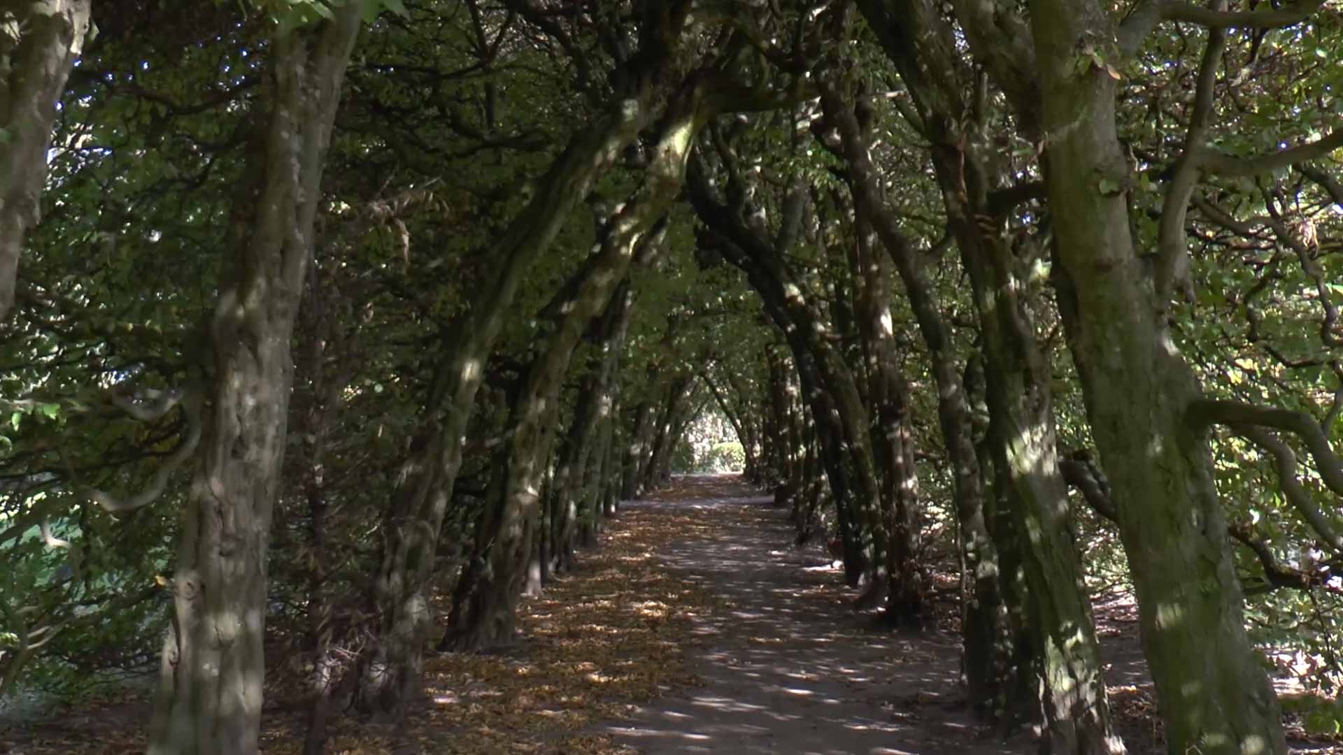 Baum-Allee im Schlosspark