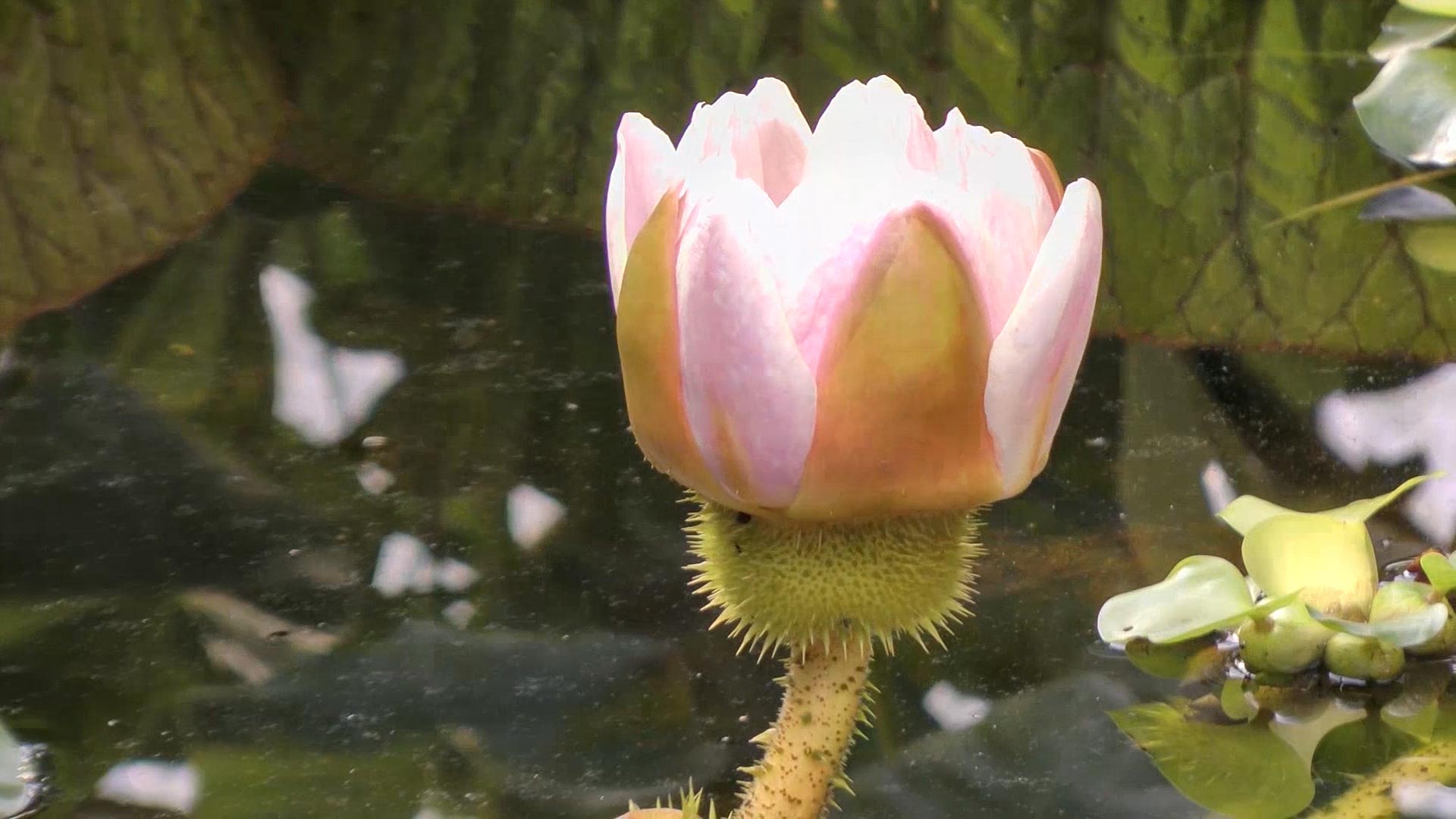 Botanischer Garten