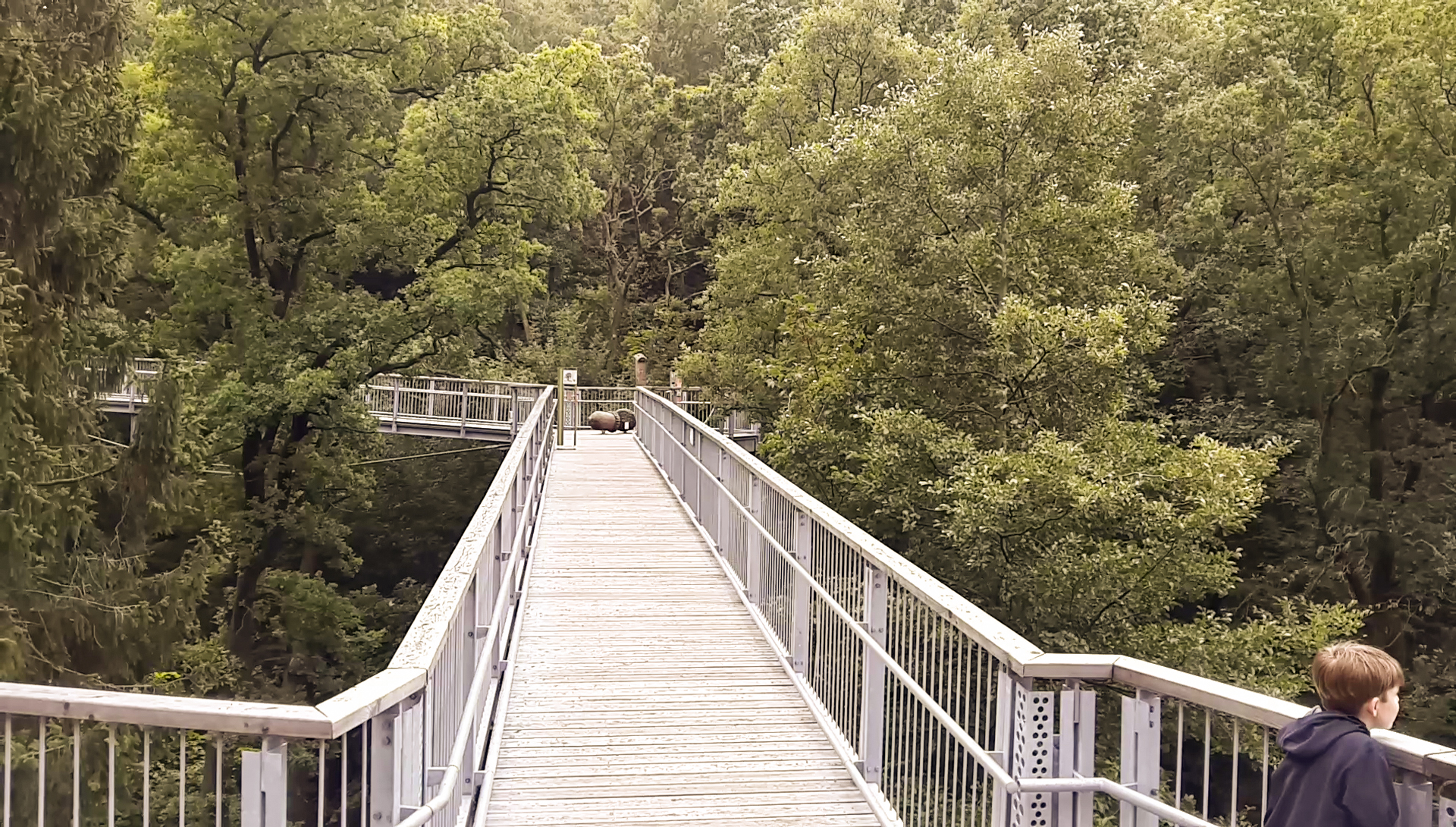 Baumwipfelpfad-Harz