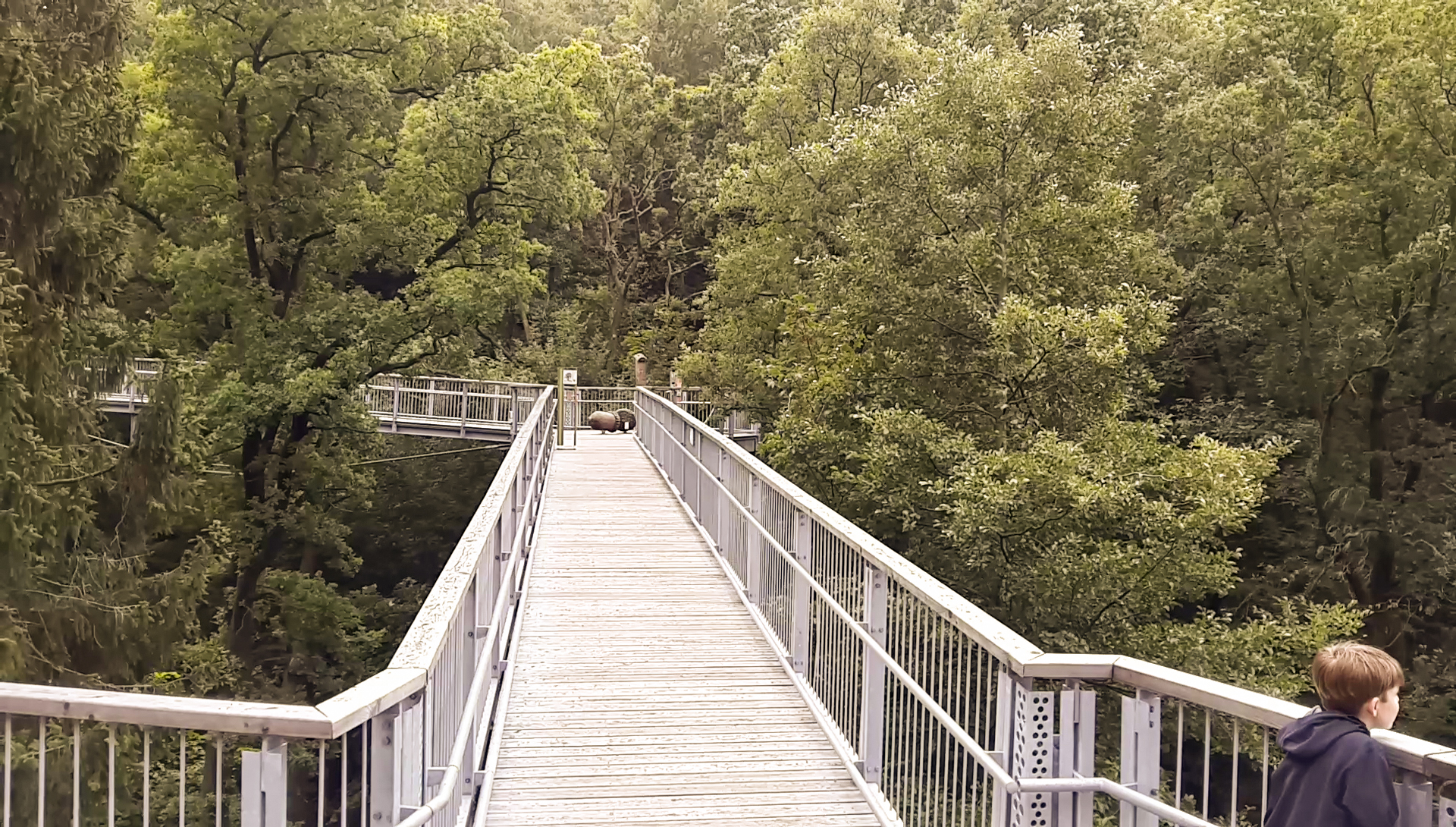 Baumwipfelpfad-Harz